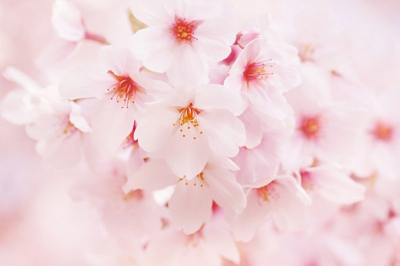 10桜フリー画像