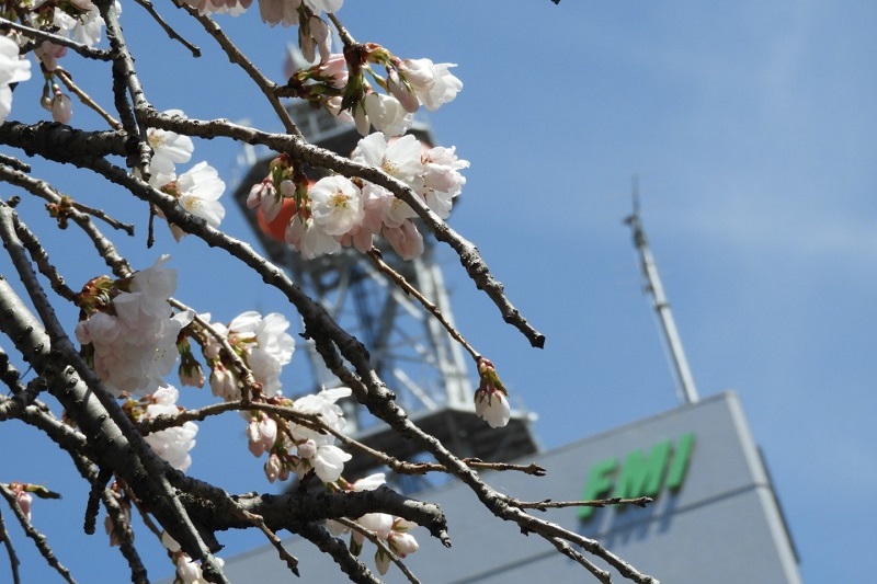 春到来!桜を愛でる山遊びと花見酒のはなし